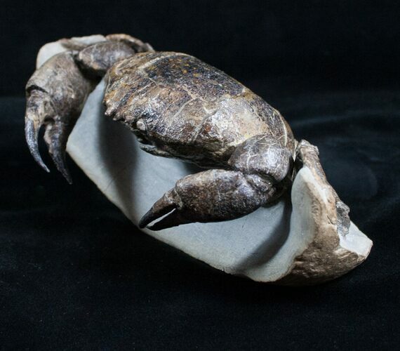 D Prepared Tumidocarcinus Giganteus Crab Fossil #4397